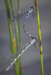 Austrolestes minjerriba
