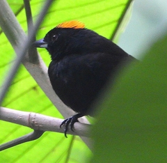 Tachyphonus delatrii