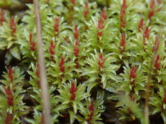 Atrichum selwynii
