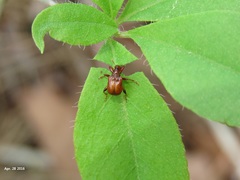 Leptapoderus rubidus