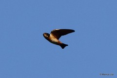 Petrochelidon spilodera