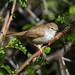 Prinia Namaqua - Photo (c) markus lilje, algunos derechos reservados (CC BY-NC-ND), subido por markus lilje