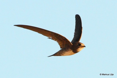 Alpine Swift