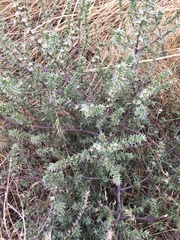 Salsola kali ruthenica