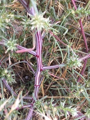 Salsola kali ruthenica