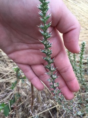 Salsola kali ruthenica