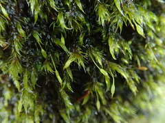 Racomitrium lawtonae