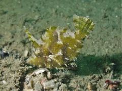 Acreichthys tomentosus