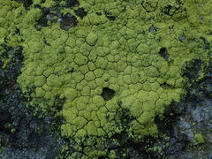 Chrysothrix granulosa