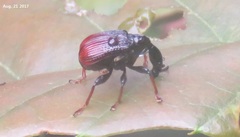 Paracycnotrachelus chinensis