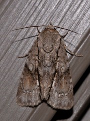 Turnerinycta phaeocosma