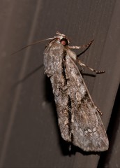 Turnerinycta phaeocosma