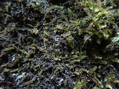 Douinia ovata
