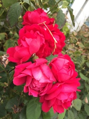 Rosa
