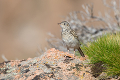 Anthus hellmayri