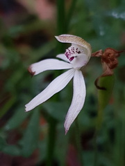 Caladenia gracilis