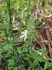 Caladenia gracilis