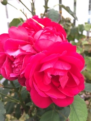 Rosa