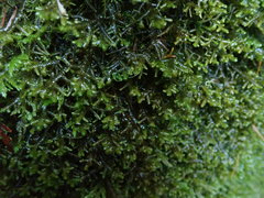 Porella roellii
