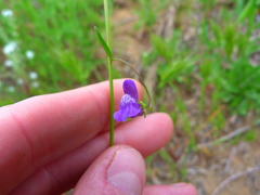 Neogaerrhinum strictum