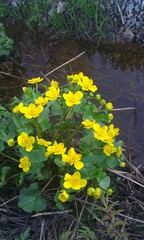 Caltha palustris palustris