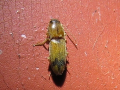 Conoderus browni
