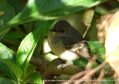 Knipolegus poecilurus