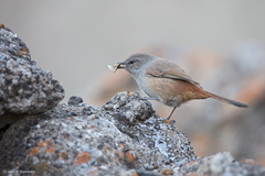 Pseudasthenes steinbachi