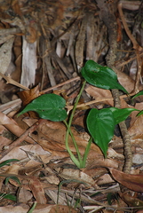 Alocasia cucullata