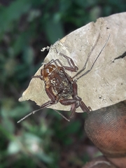 Erginulus subserialis