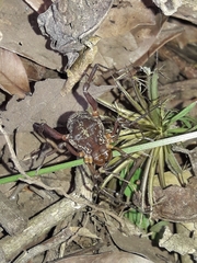 Erginulus subserialis