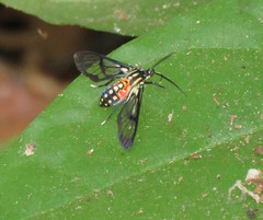 Poecilosoma eone