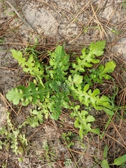 Jacobaea vulgaris dunensis