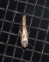 Thiotricha atractodes