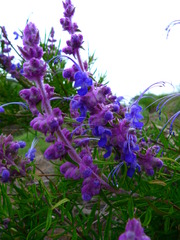 Trichostema lanatum