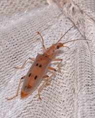 Parisopalpus nigronotatus