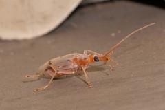 Parisopalpus nigronotatus