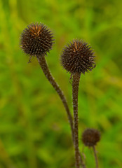 Echinacea pallida