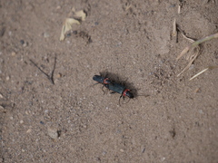 Chauliognathus magellanicus