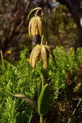 Fritillaria affinis affinis