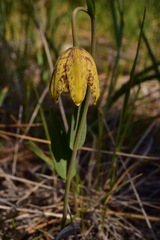 Fritillaria affinis affinis