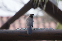 Cyanocorax cyanomelas