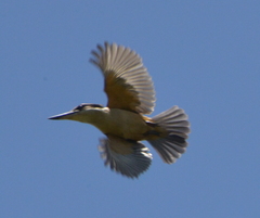 Todiramphus sanctus macmillani