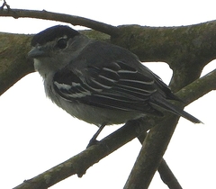 Pachyramphus albogriseus
