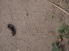 Chauliognathus magellanicus