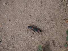 Chauliognathus magellanicus