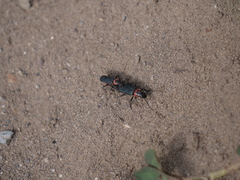 Chauliognathus magellanicus