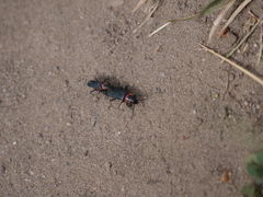 Chauliognathus magellanicus