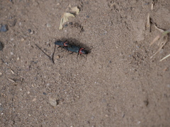 Chauliognathus magellanicus