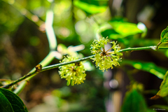 Smilax lanceifolia